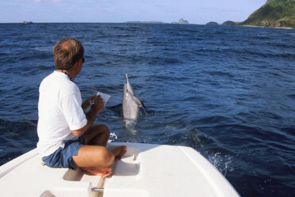 O projeto Golfinho Rotador completa 25 anos de trabalhos voltados para a preservação da espécie e da natureza no arquipélago Fernando de Noronha. (Foto: Divulgação/ Projeto Golfinho)