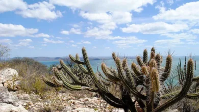 Caatinga na Bahia