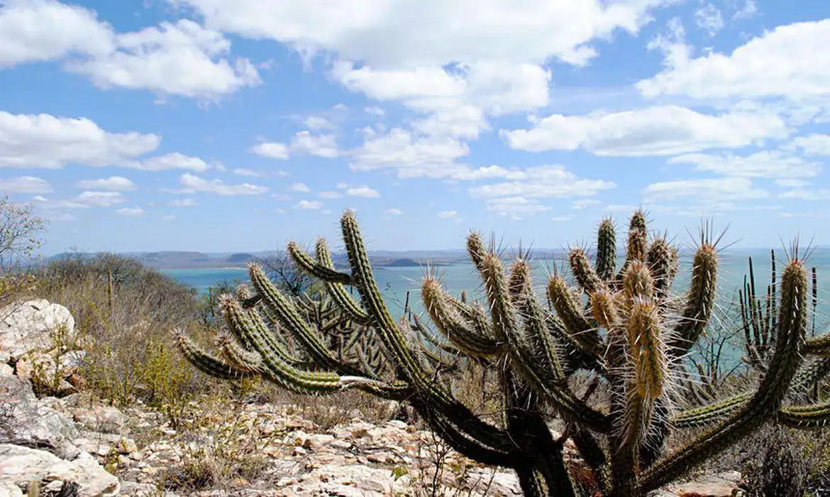 Caatinga na Bahia