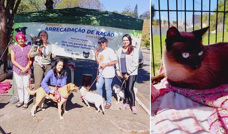 APATA promove feira de adoção de animais em Taubaté