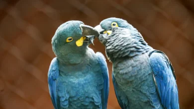 A arara-azul-de-lear faz parte da Lista Nacional de Espécies Ameaçadas de Extinção. Atualmente existem 2.200 exemplares na natureza, segundo o último censo do ICMBIO.